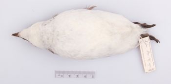 Media type: image;   Ornithology 204135